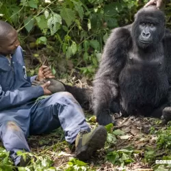 Gorilla Doctors