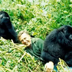 Gorilla Encounters