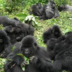 Gorilla Study Group