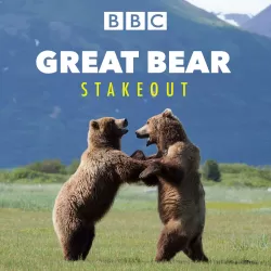 Great Bear Stakeout