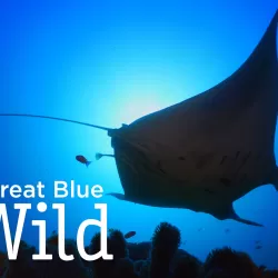 Great Blue Wild