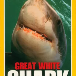 Great White Shark: The Truth Behind the Legend