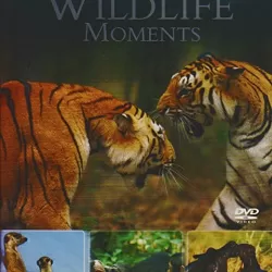 Great Wildlife Moments