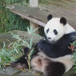 Het echte leven in de dierentuin