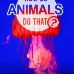How Do Animals Do That?