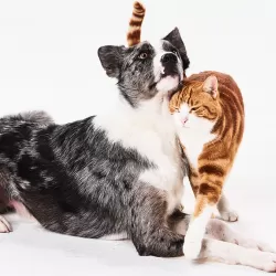 How We Tamed the Cat and Dog