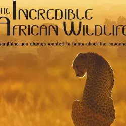 Incredible African wildlife