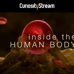 Inside The Human Body