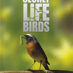 Iolo's Secret Life of Birds