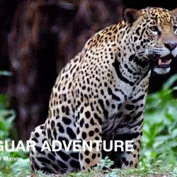 Jaguar Adventure With Nigel Marven