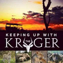 Keeping Up With the Kruger