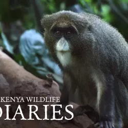 Kenya Wildlife Diaries