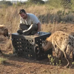Killer IQ: Lion vs Hyena