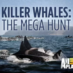 Killer Whales: The Mega Hunt