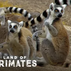 Land of Primates