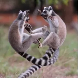 Lemur Kingdom