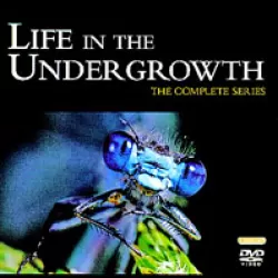 Life in the Undergrowth