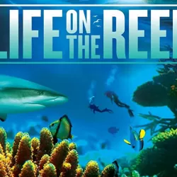 Life On The Reef