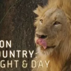 Lion Country: Night and Day