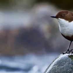 Loch Lomond: A Year in the Wild