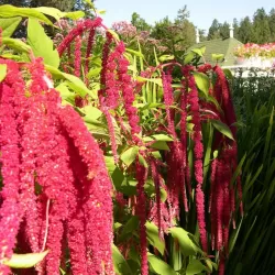 Love Lies Bleeding