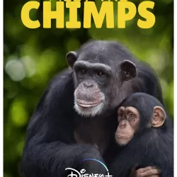 Meet The Chimps