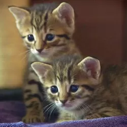 Meet the Kittens
