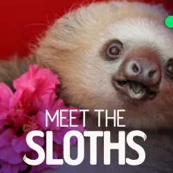 Meet the Sloths