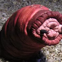 Mongolian Death Worm