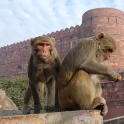 Monkey Thieves