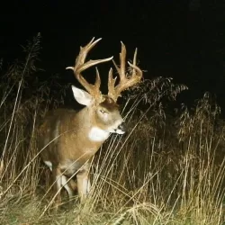 Monster Bucks