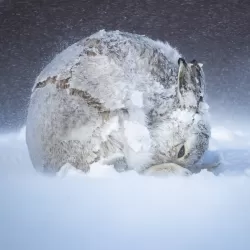 Mundo natural: animales en la nieve