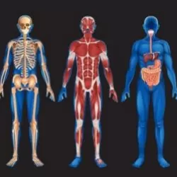 Mysteries of the Human Body