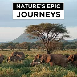 Nature's Epic Journeys