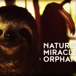 Nature's Miracle Orphans