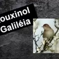 O Rouxinol da Galileia