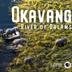 Okavango: River of Dreams