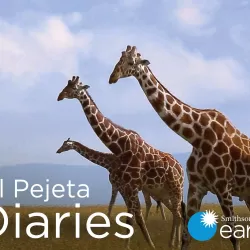 Ol Pejeta Diaries