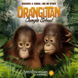 Orangutan Jungle School