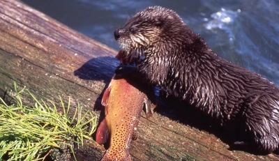 Otters of Yellowstone