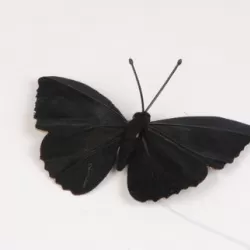 Papillon noir