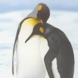 Penguin Baywatch