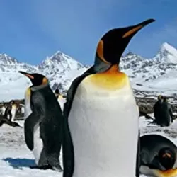 Penguin Safari