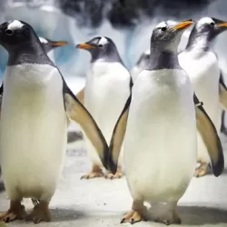 Penguins on a Plane: Great Animal Moves