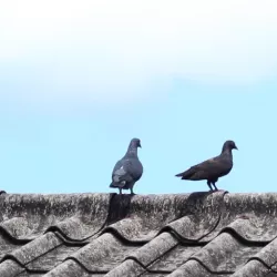 Pigeons on the Roof