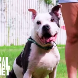 Pit Bulls & Parolees : Found A Forever Home