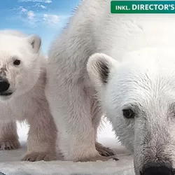 Polar Bears: Spy on the Ice