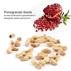 Pomegranate Seed