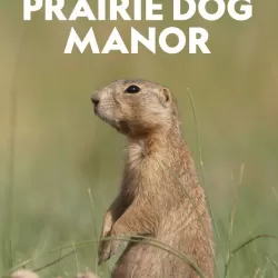 Prairie Dog Manor