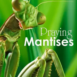 Praying Mantises: The Kung Fu Killers of the Insect Kingdom